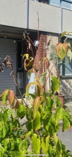 gallery_98002_6867_42126.jpeg