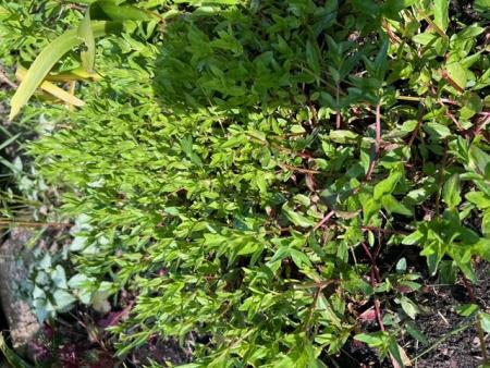 gallery_97870_6886_112742.jpeg