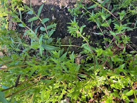 gallery_97870_6886_144460.jpeg