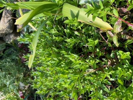 gallery_97870_6886_45190.jpeg