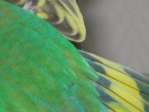 Bifogad bild