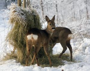 Bifogad bild