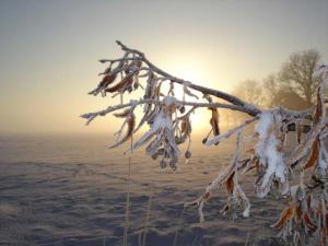 Bifogad bild