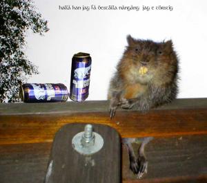 Bifogad bild