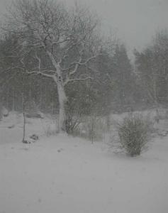 Bifogad bild