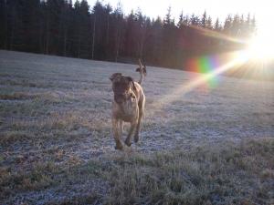 Bifogad bild