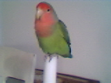 Bifogad bild