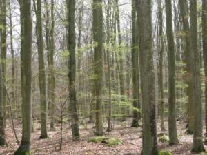 Bifogad bild