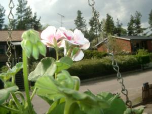 Bifogad bild