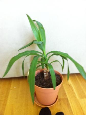 Dracena Zalevani () Dracena Zalevani