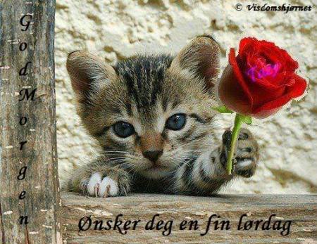 Bifogad bild