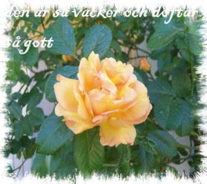 Bifogad bild