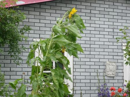 Bifogad bild