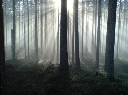 Bifogad bild