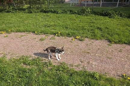 Bifogad bild