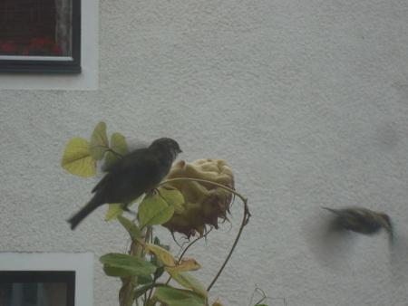 Bifogad bild