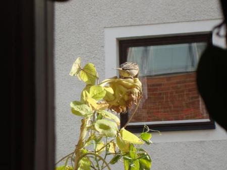 Bifogad bild