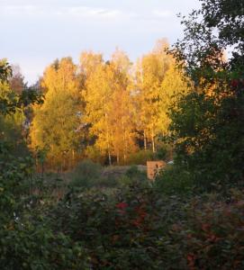 Bifogad bild