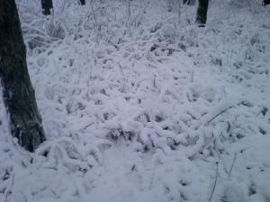 Bifogad bild
