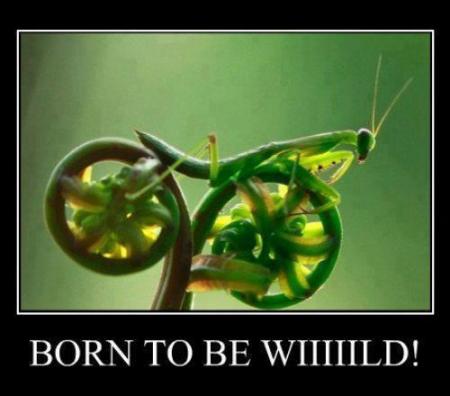 Bifogad bild