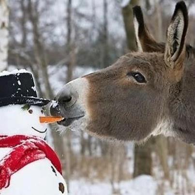 Bifogad bild